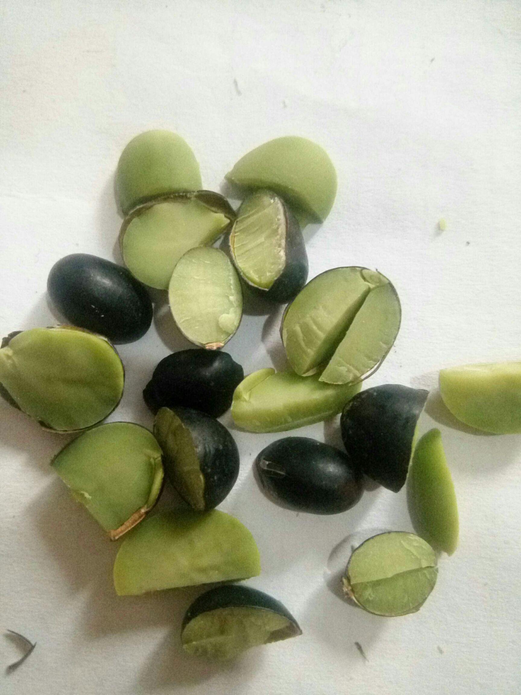 黄豆种子 