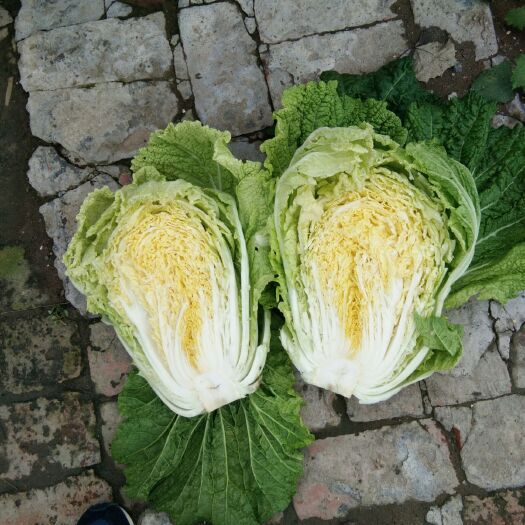 黄心大白菜 3~6斤 净菜 