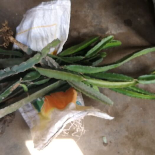 北京红皮红肉火龙果苗
