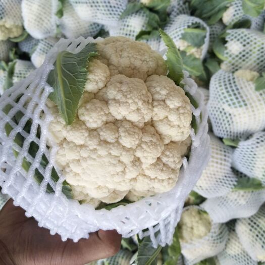 通许县银冠菜花 紧密 2~3斤 乳白色 