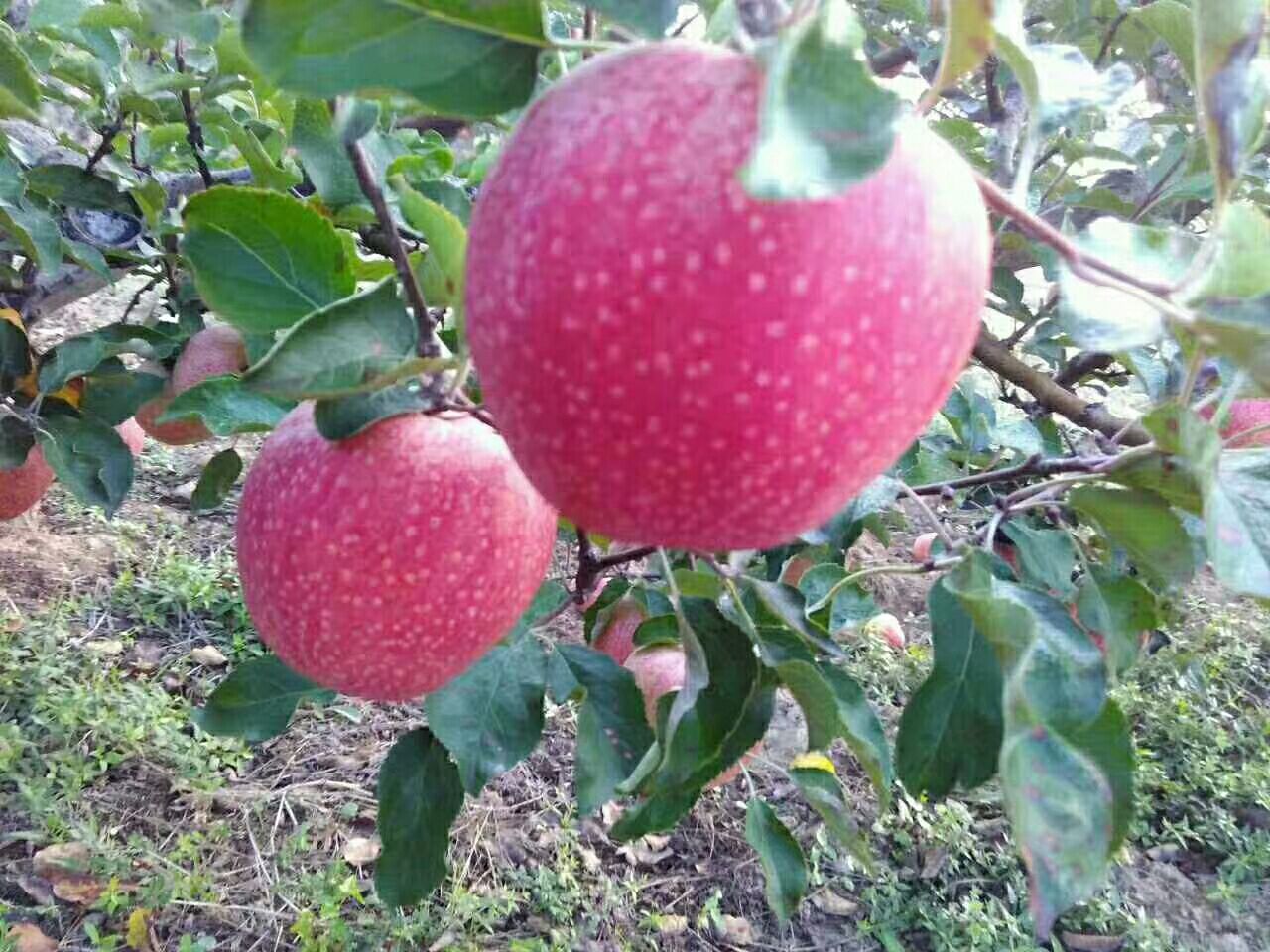 秦冠苹果 光果 片红 80mm以上