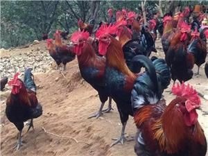 昆明脱温土鸡苗