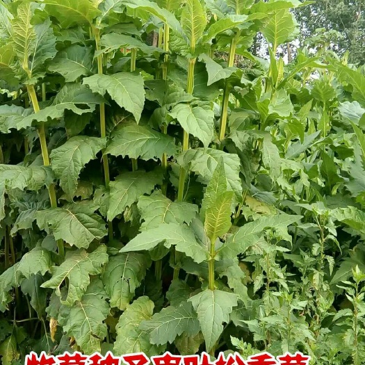 曹县串叶松香草