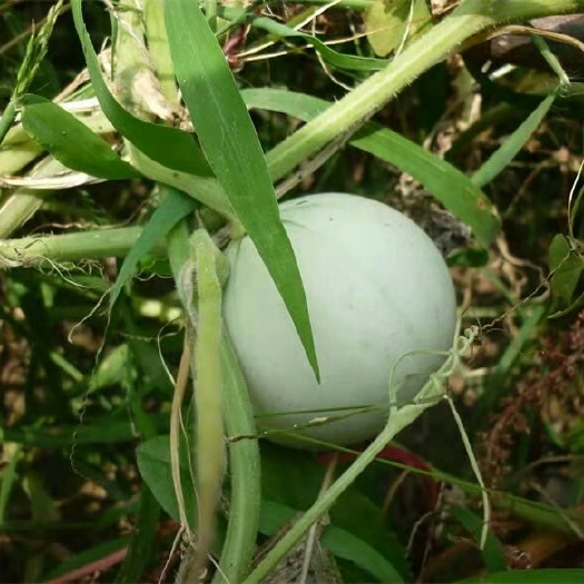 曹县苹果葫芦种子