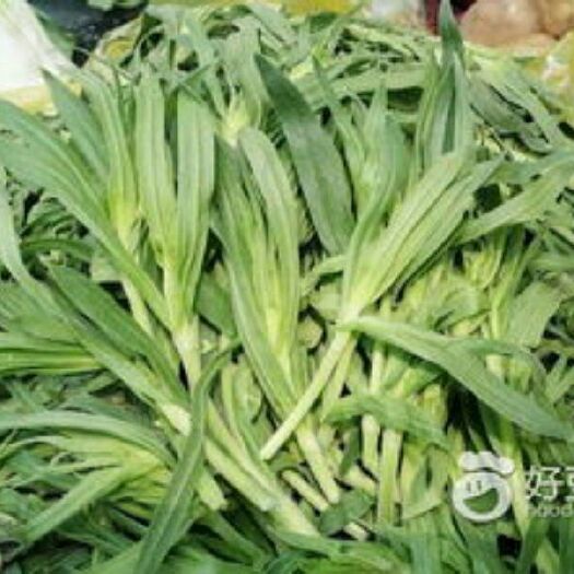 曹县面条菜种子
