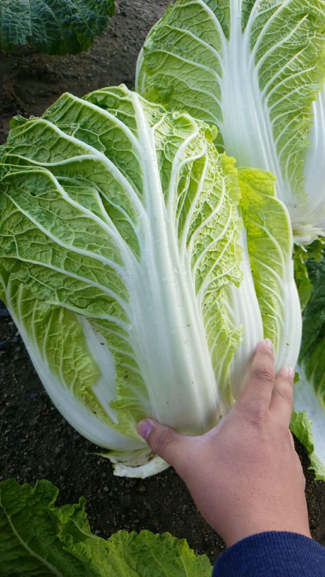 黄心大白菜 3~6斤 净菜 