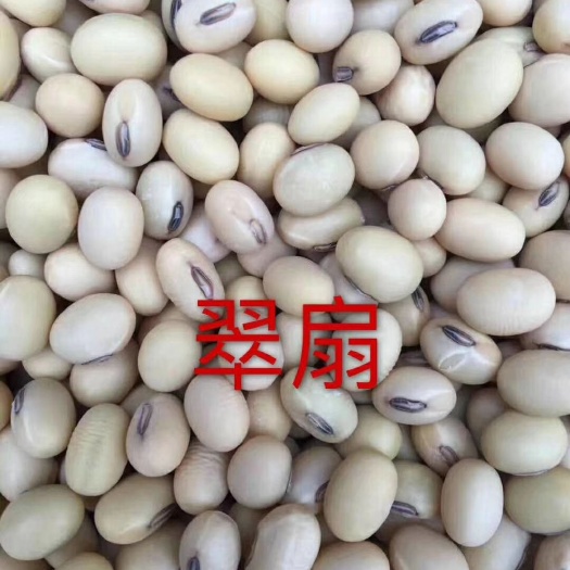 盐城黄大豆  苏北纯翠扇腐豆100纯度纯腐豆比重色选出浆王