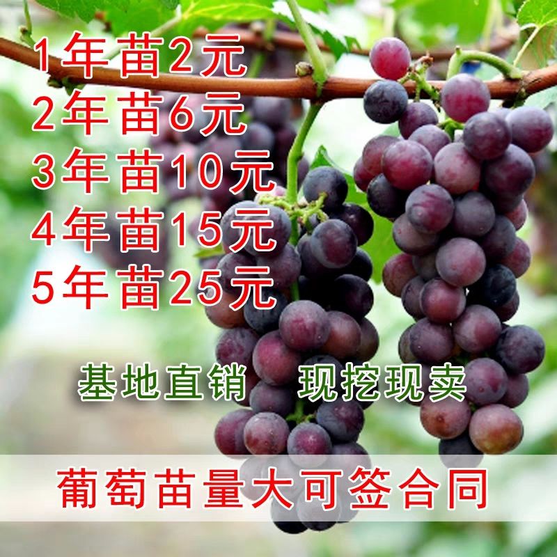 葡萄树苗南北方 耐寒爬藤庭院地栽树形无架阳台室内