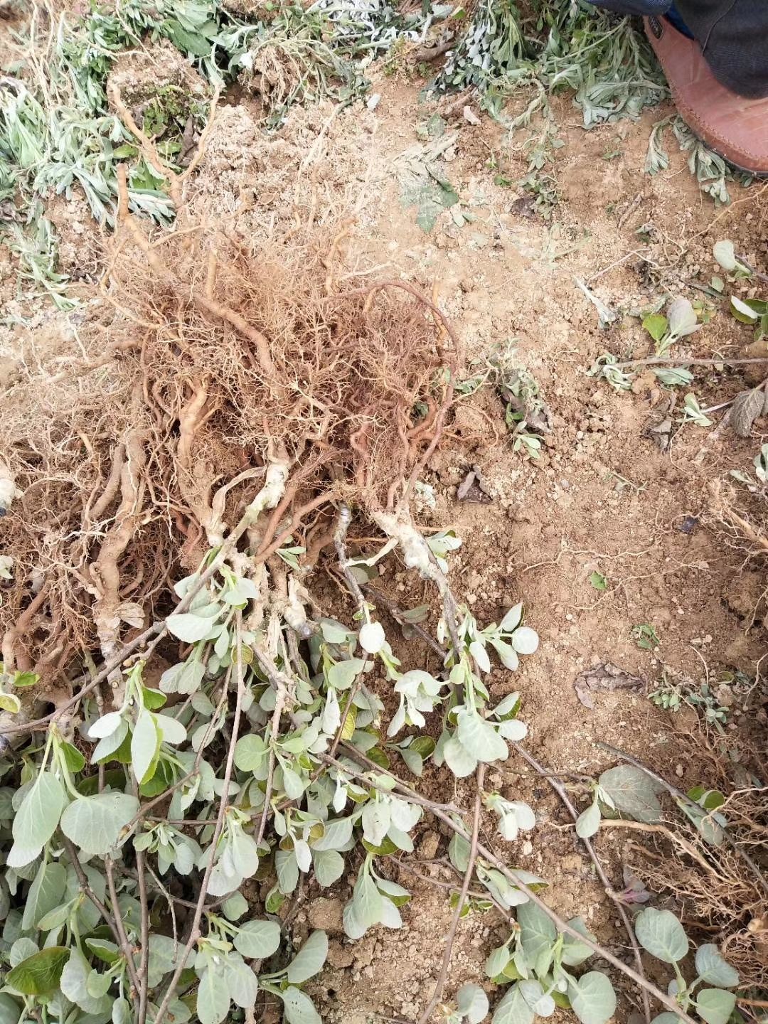 红心猕猴桃苗 嫁接苗