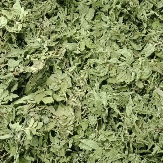 亳州薄荷