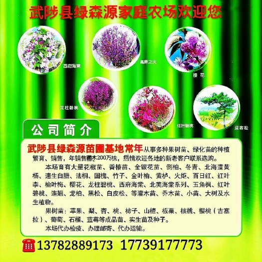 武陟县瑞士红色之爱苹果苗 1.5~2米