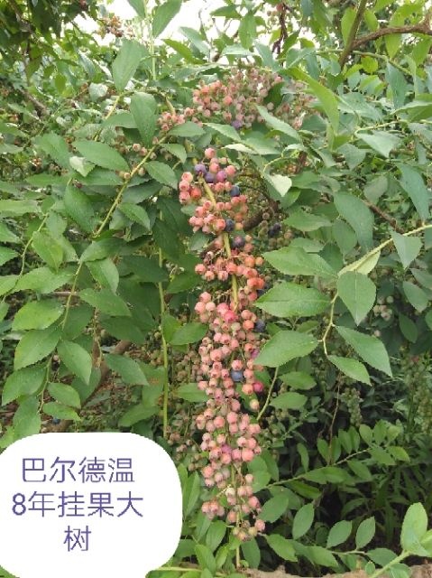 南陵县兔眼蓝莓苗