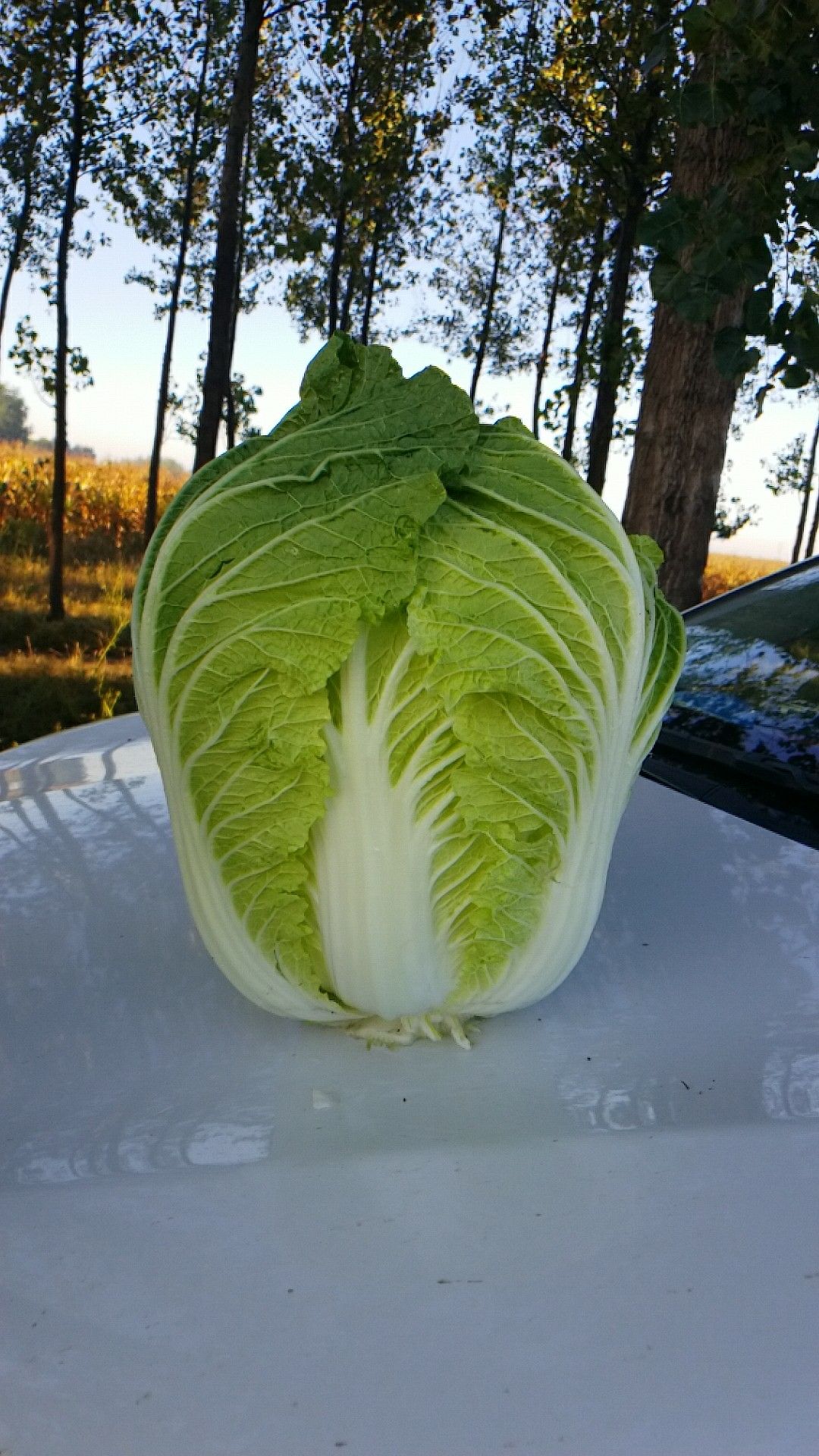 黄心大白菜 3~6斤 净菜 