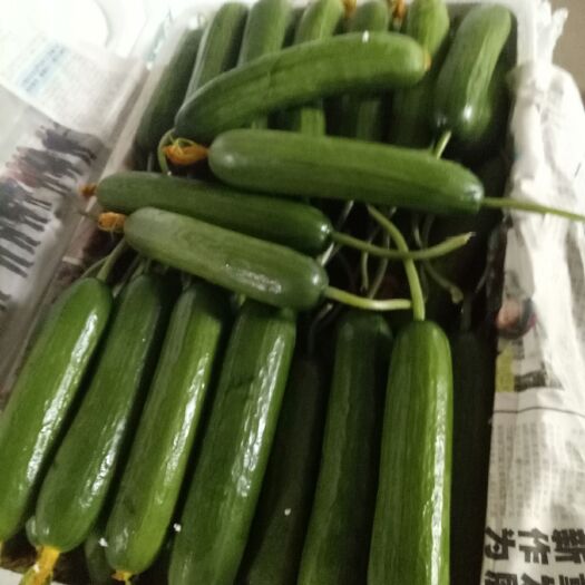 寿光市水果黄瓜  荷兰小黄瓜 18cm以下 干花带刺