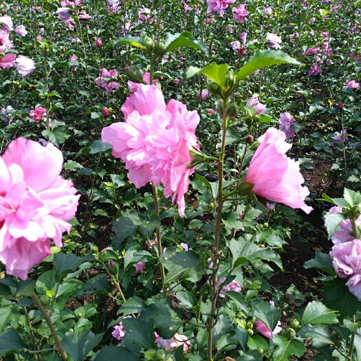 沭阳县红花木槿