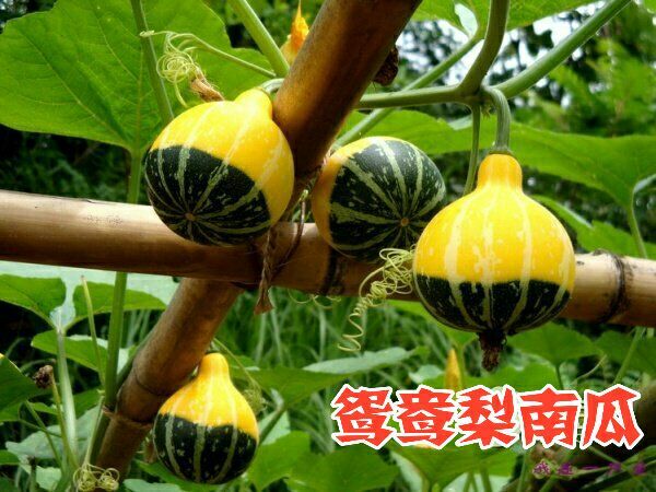 曹县观赏南瓜鸳鸯梨南瓜 95% 