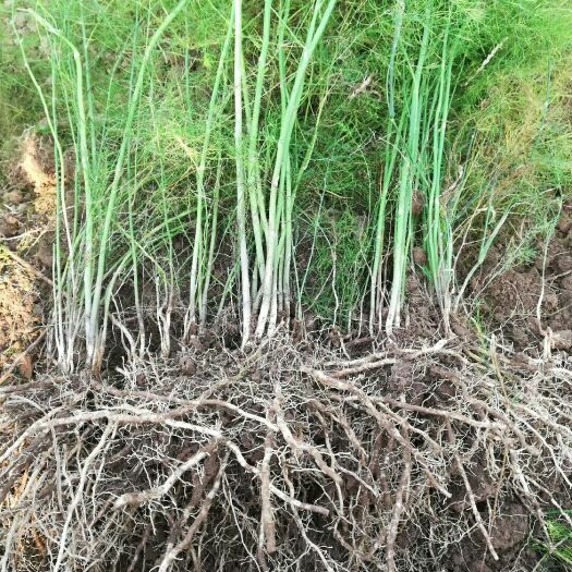 曹县芦笋根 包质量，量大从优我处还有格雷斯笋种五千一斤航天2号七千一斤