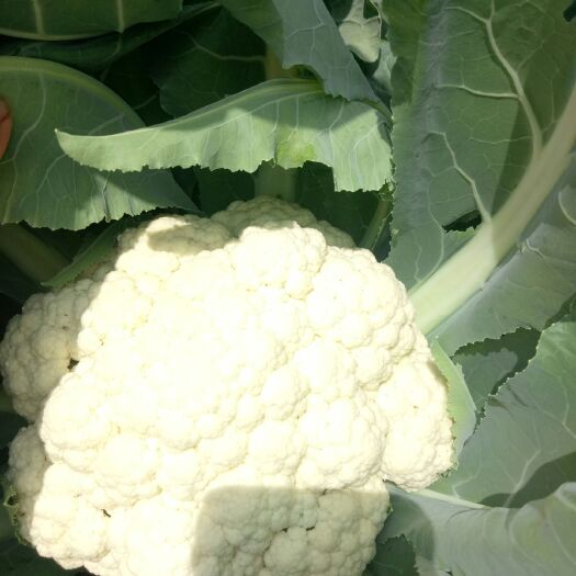 沂水县有机花菜 2~3斤 紧密