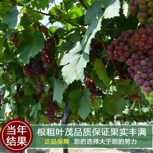 平邑县巨峰葡萄苗 