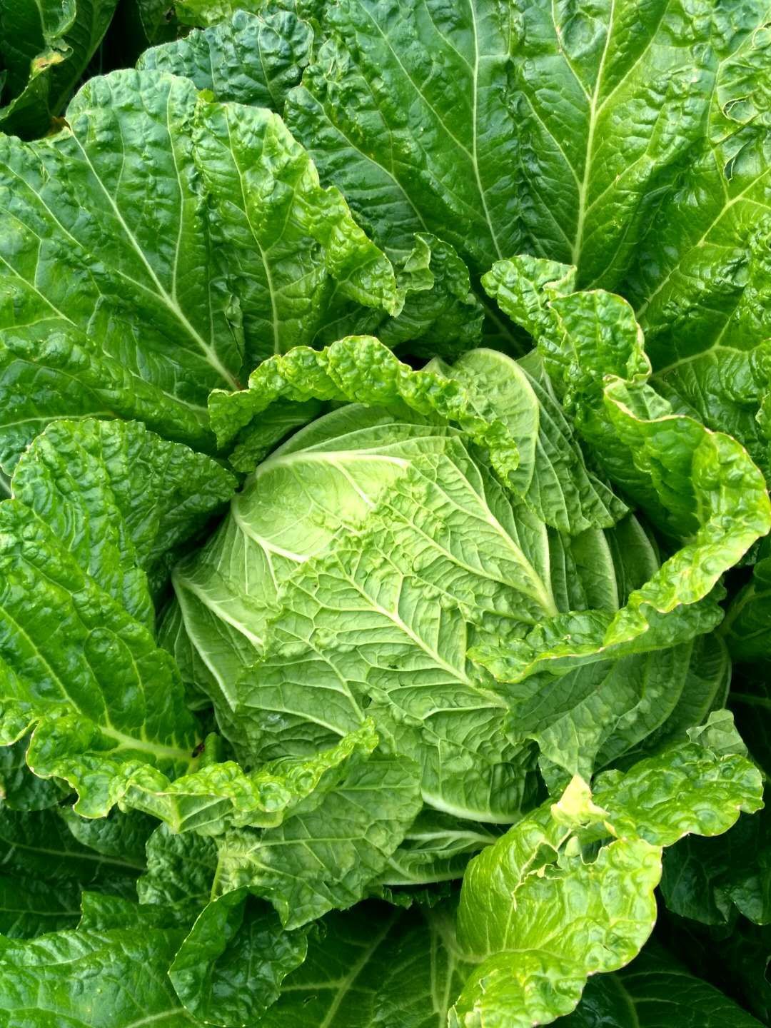 青杂三号白菜  【库存告急】东北大白菜，青杂三号！秋晓黄心白菜等嘎嘎