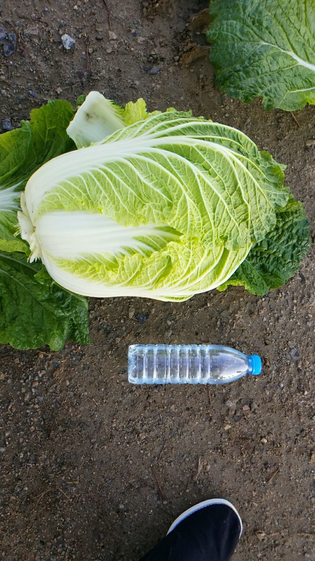 黄心大白菜 3~6斤 净菜 