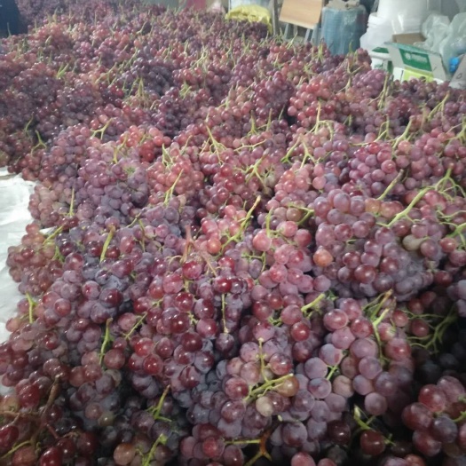 大荔县红提 5%以下 1次果 0.8-1斤