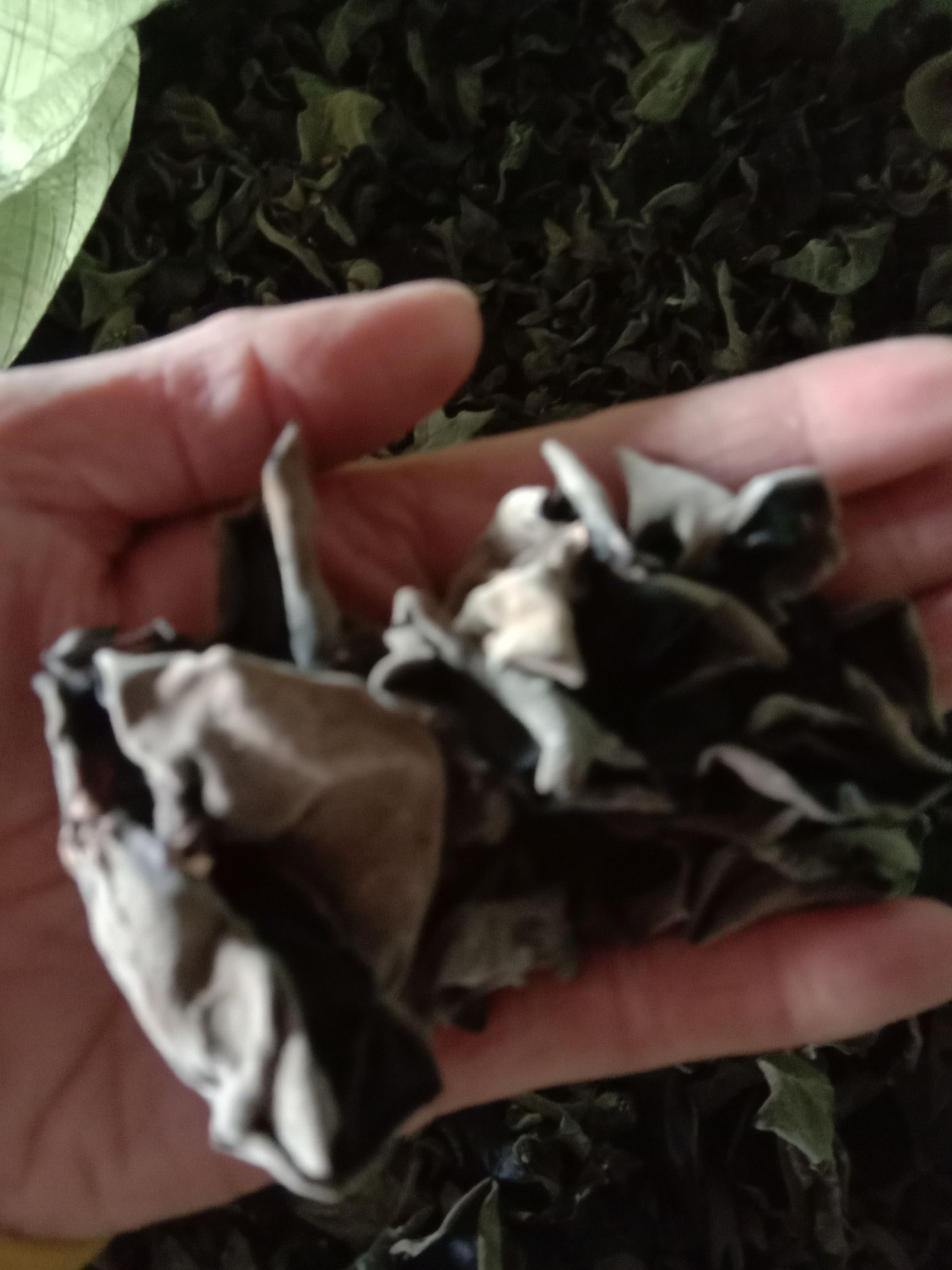 东北黑木耳 干木耳 二级 