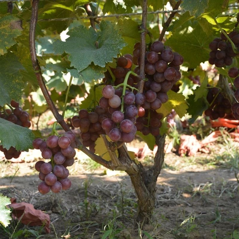葡萄树苗南北方 耐寒爬藤庭院地栽树形无架阳台室内