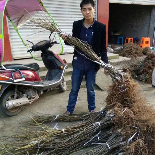 苍溪县红心猕猴桃苗 嫁接苗 