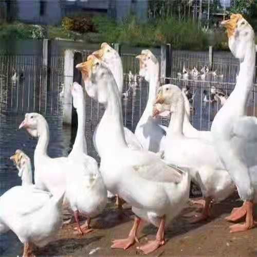 大白沙鹅苗 