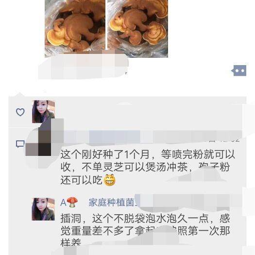 平邑县灵芝菌种 