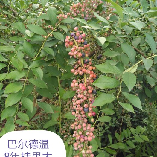 南陵县兔眼蓝莓苗