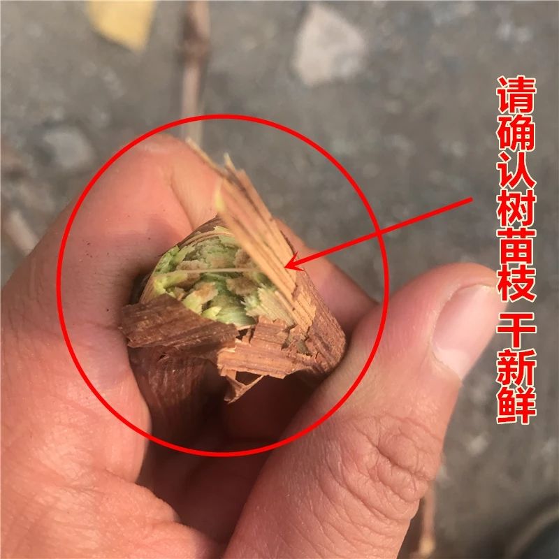 葡萄树苗南北方 耐寒爬藤庭院地栽树形无架阳台室内