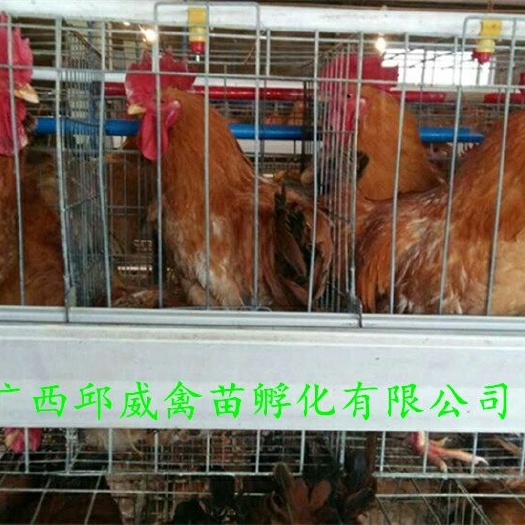 南宁 快大黄鸡苗 诚信经营 120天公9.2斤母4.3斤 品质保证