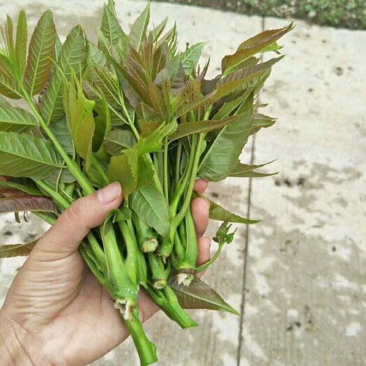 衡水矮化香椿苗 2~4公分