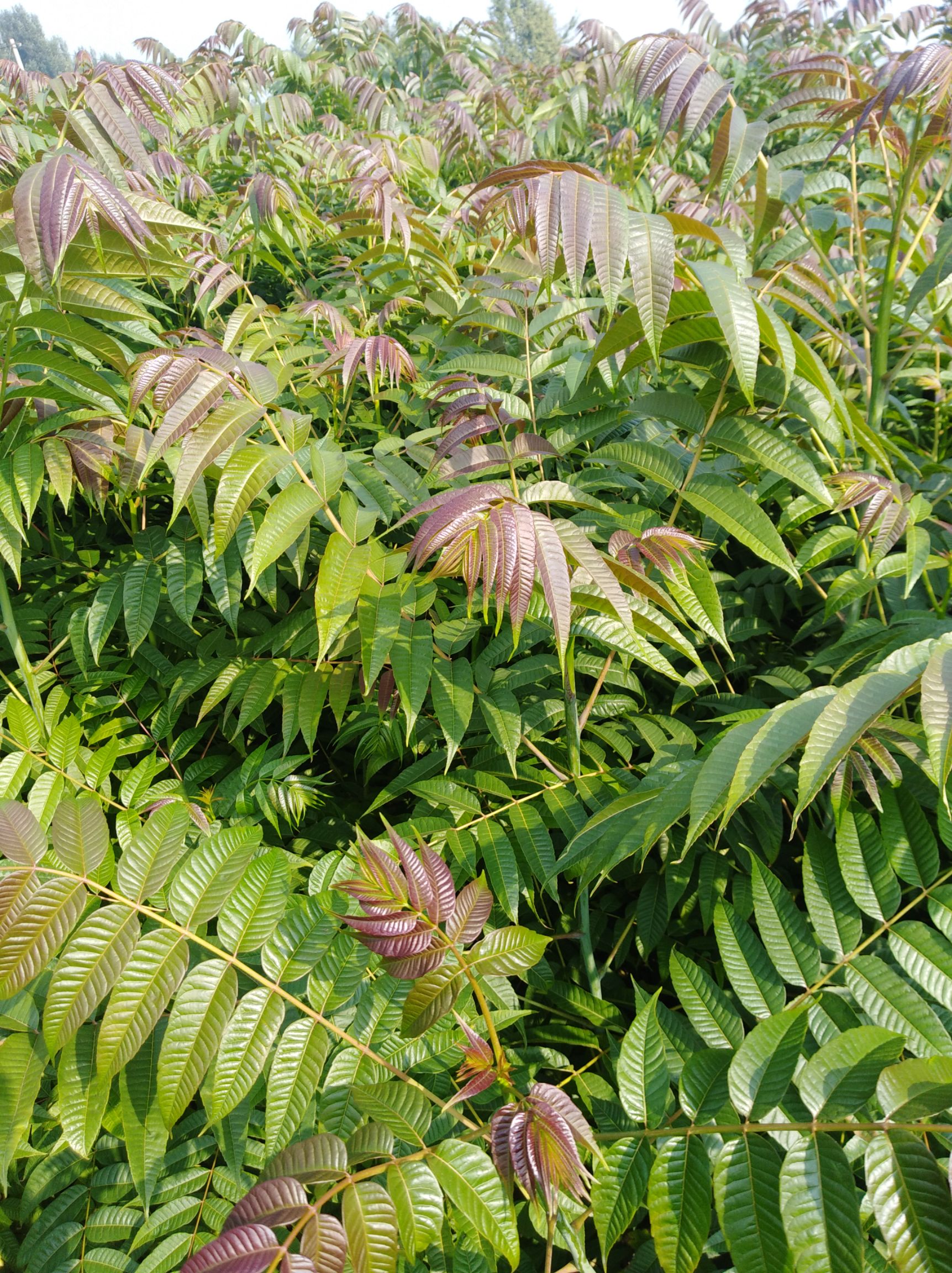 红油香椿苗红油香椿树苗批发大棚香椿苗量大基地直销
