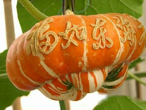 观赏南瓜香炉瓜 95% 