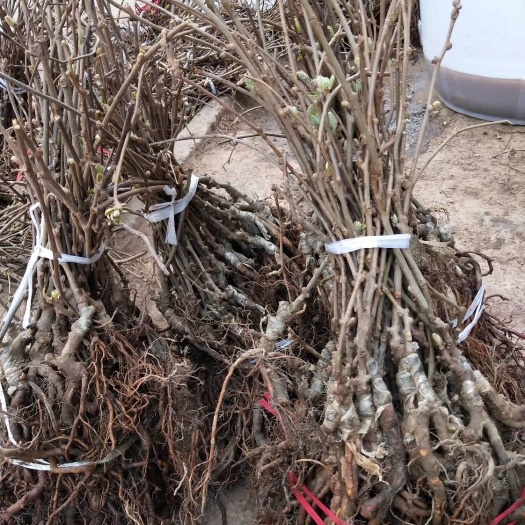 苍溪县黄心猕猴桃苗 嫁接苗 