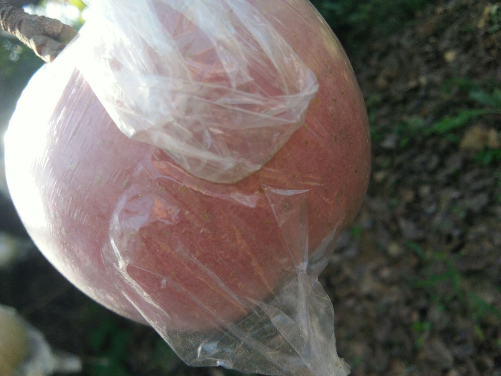 秦冠苹果 光果 片红 60mm以上