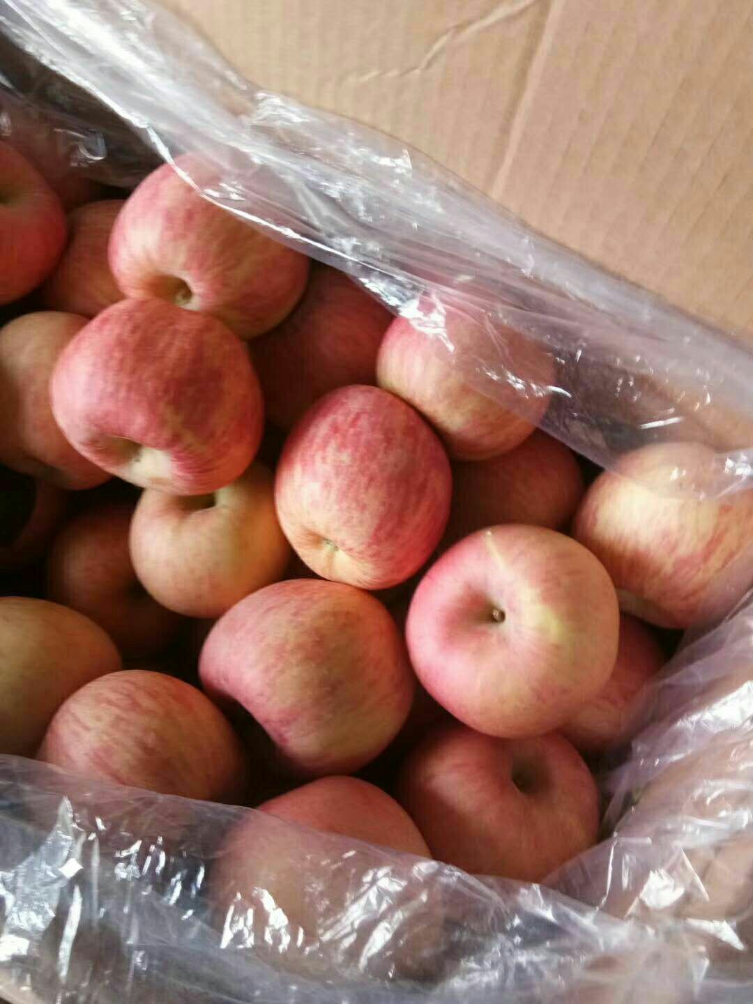 红富士苹果 纸袋 片红 75mm以上