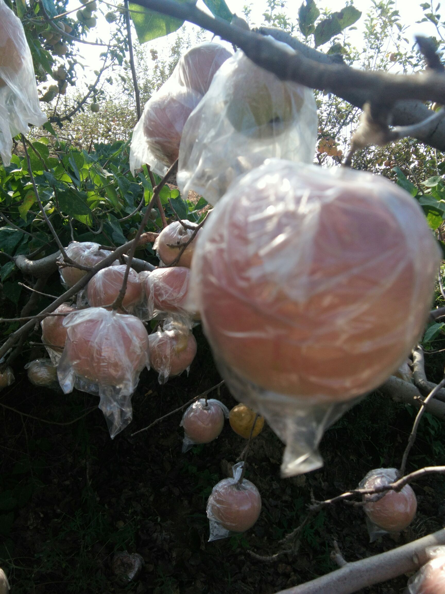 秦冠苹果 光果 片红 60mm以上