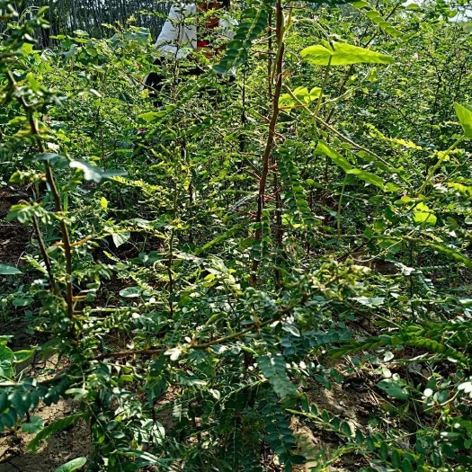 绛县皂角苗 
