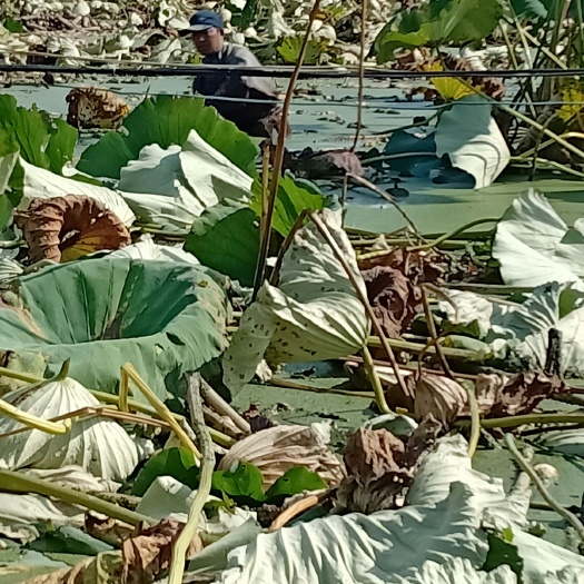 塘藕 5-7cm 15~20cm