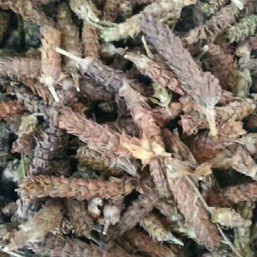 亳州夏枯草