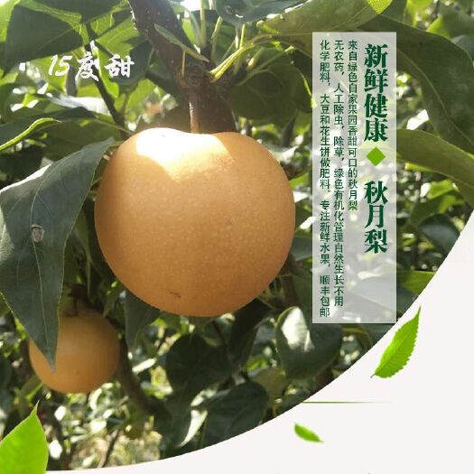 莱西市秋月梨 顺丰包邮