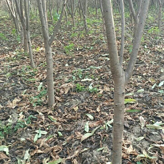 巨野县山毛桃树苗 山东省菏泽市巨野县老刘站地桃树