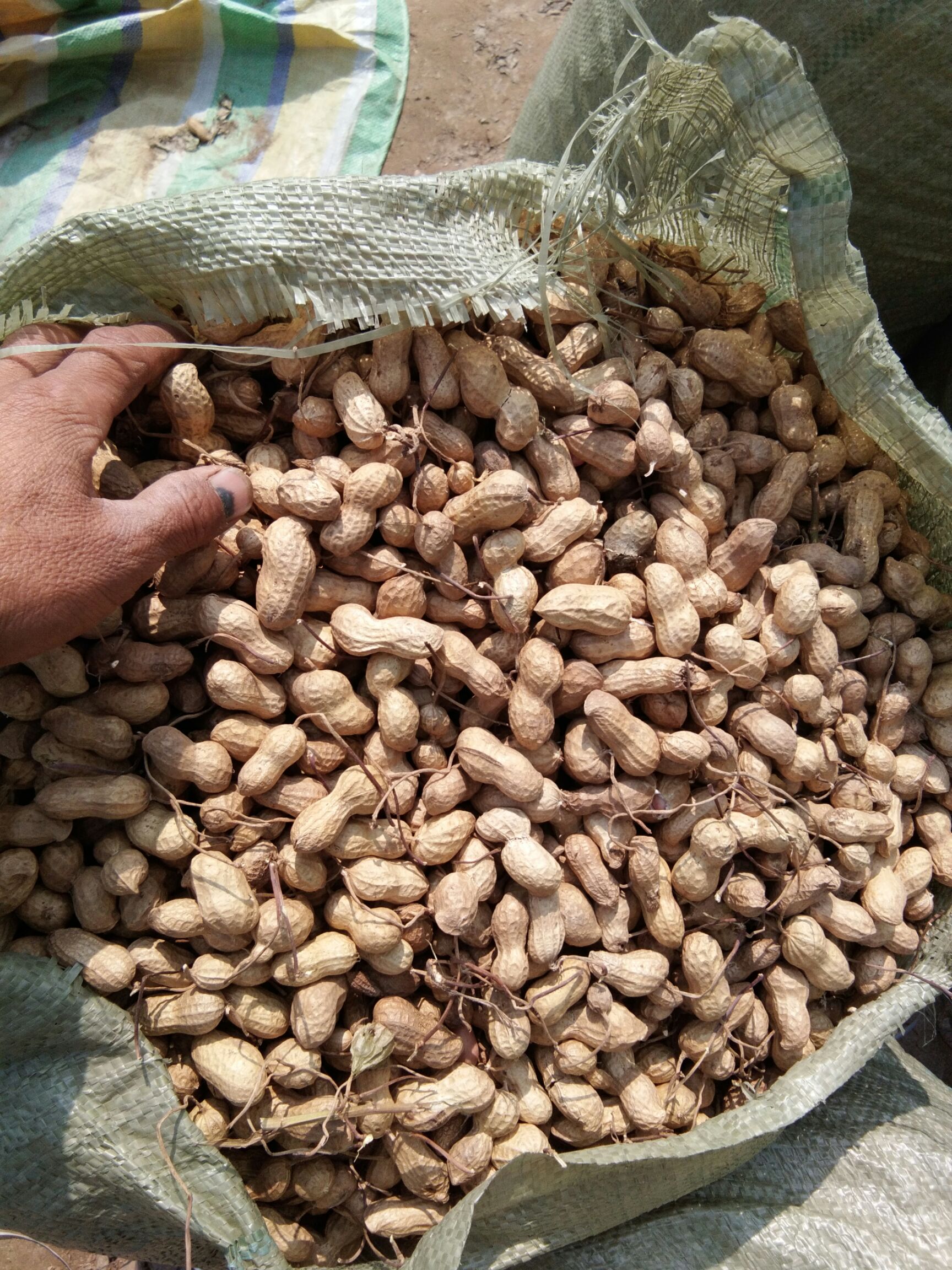 鲜花生  今年新鲜小鲁花干花生开始上市，欢迎广大新老客户订购
