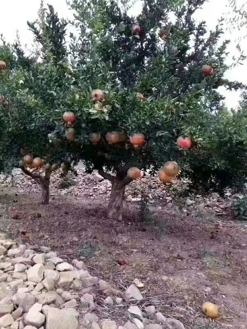 蒙阳红石榴苗
