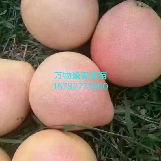 三红蜜柚苗 嫁接苗，十送一