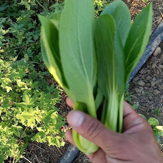 大量供应精品上海青 小颗油菜，欢迎各地老板订购，可实地考